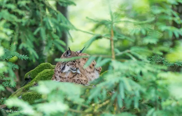 Forest, predator, lynx, wild cat