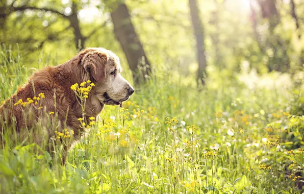 Summer, nature, each, dog