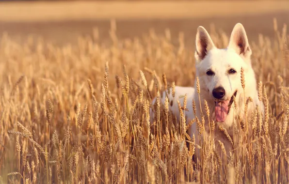 Picture field, language, look, face, dog, ears, The white Swiss shepherd dog