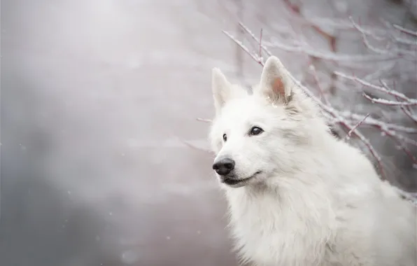 Look, face, snow, branches, dog, bokeh, The white Swiss shepherd dog