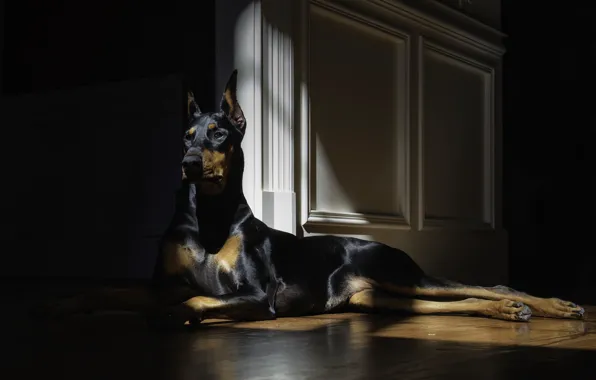 Look, dog, lies, doberman