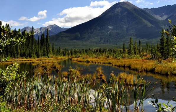 Forest, grass, leaves, clouds, mountains, branches, lake, pond