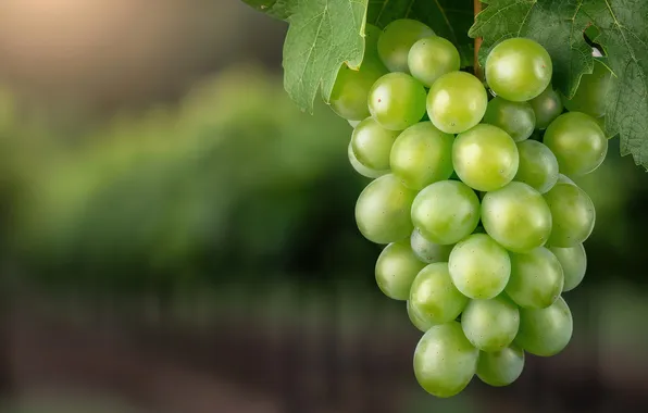 Green, harvest, grapes, vineyard, hanging, bokeh, bunch of grapes, AI art