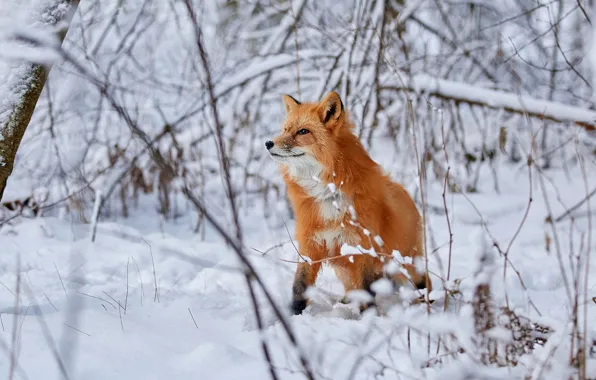Picture winter, forest, snow, branches, Fox, red, Lana Polyakova