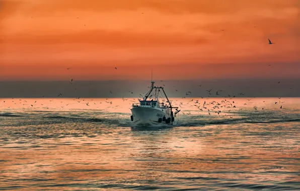 Sea, dawn, seagulls, boat