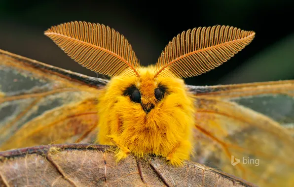 Eyes, nature, sheet, wings, China, insect, moth