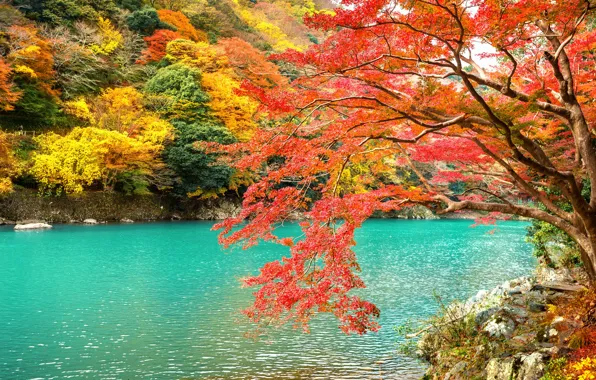 Autumn, leaves, trees, Park, Japan, Kyoto, nature, park