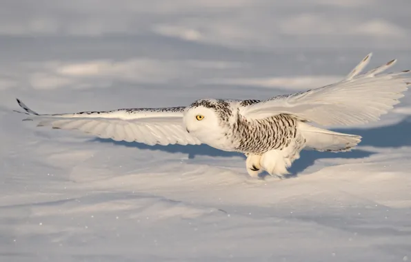 Winter, snow, flight, wings, the scope, snowy owl