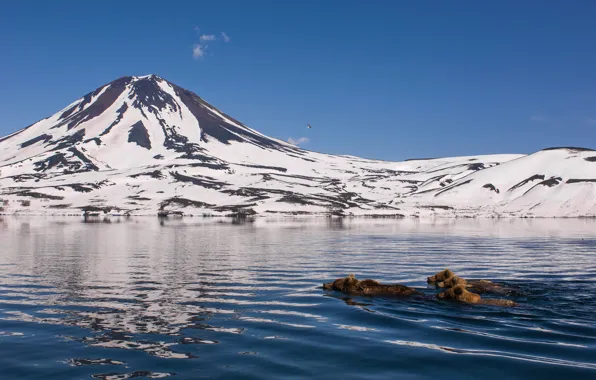 Water, snow, mountains, nature, swim, bears, Kamchatka