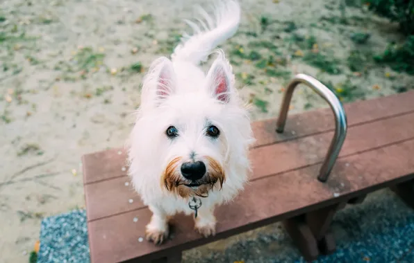 Look, dog, my friend