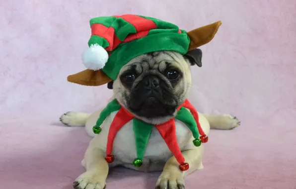 Look, pose, green, background, dog, Christmas, costume, outfit