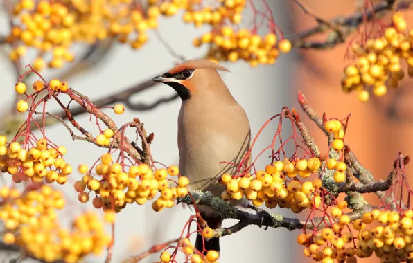 Picture berries, bird, the Waxwing