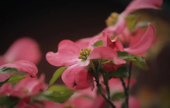 Macro, flowers, branches, the dark background, spring, pink, flowering, dogwood
