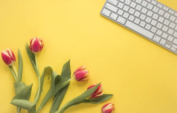Flowers, tulips, red, red, fresh, yellow background, flowers, tulips