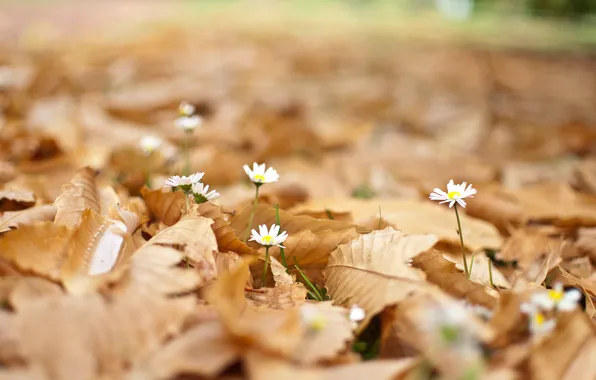Picture leaves, flowers, chamomile, fallen, bokeh