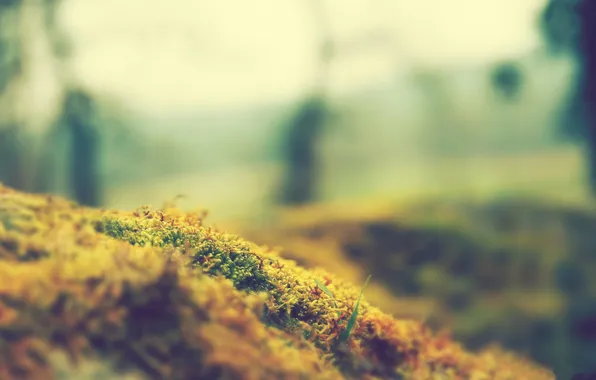 Grass, macro, yellow