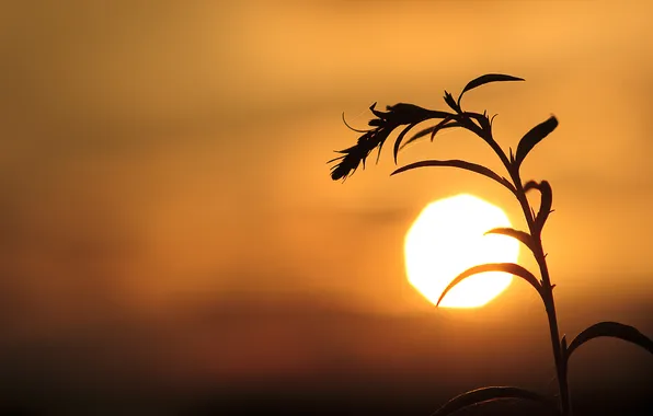 Picture the sun, nature, branch, the evening