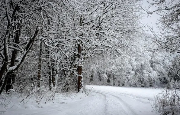 Picture winter, road, forest, snow, trees, photo, the bushes