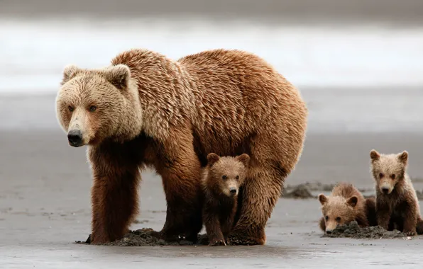 Picture bear, animals, cubs, brown bears