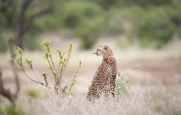 Picture beautiful, sitting, cheetah, bush, big cat, waiting-prey