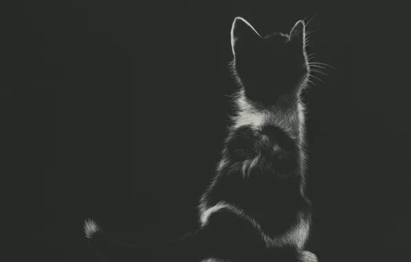 Kitty, sitting, by shonechacko