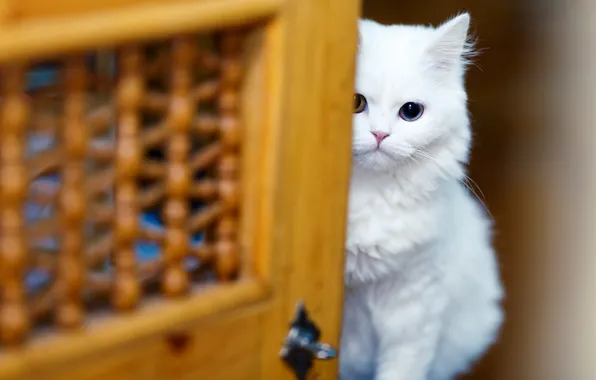 Picture cat, white, look, kitty, background, eyes, blur, the door, muzzle, hide and seek, white, kitty, …