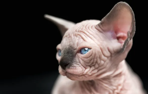 Cat, look, kitty, portrait, baby, black background, face, Sphinx
