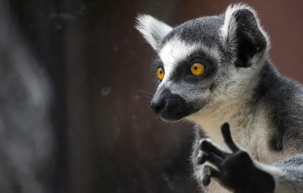 Look, the dark background, portrait, lemur, face, foot