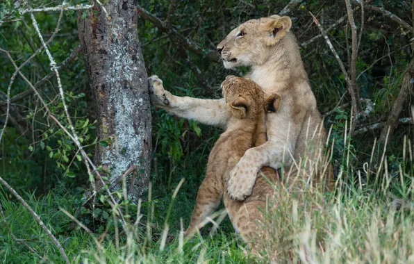 Picture trees, pose, foliage, Leo, baby, lioness, mom, lion