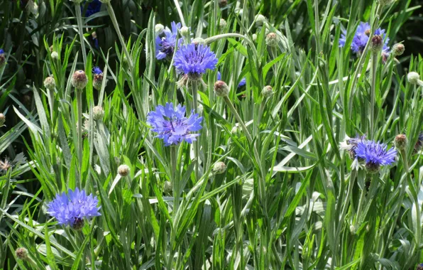 Greens, flowers, clove, spring 2018, Mamala ©