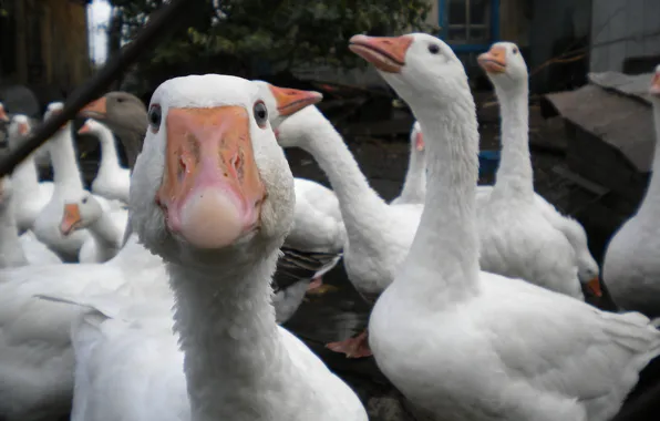 Picture white, Wallpaper, interesting, geese