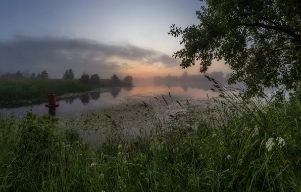 Grass, landscape, nature, fog, river, dawn, shore, morning