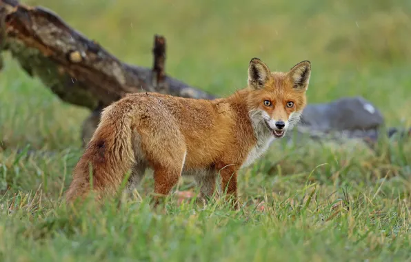 Picture grass, nature, animal, Fox, snag, Fox