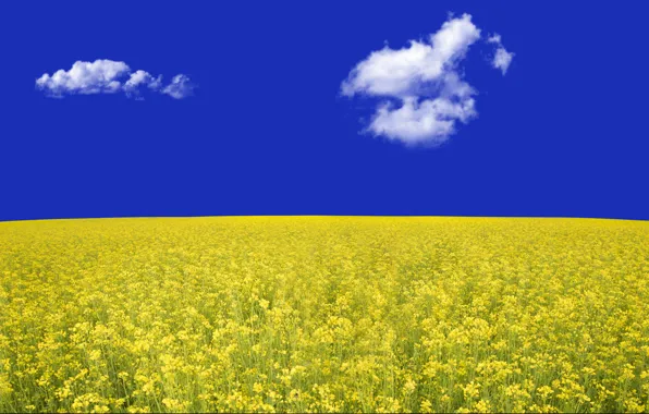 Field, the sky, rape