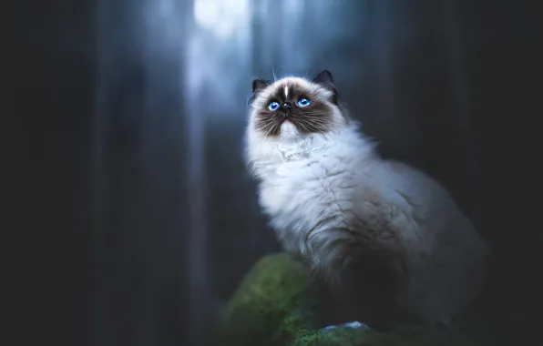 Forest, cat, cat, night, nature, pose, the dark background, moss