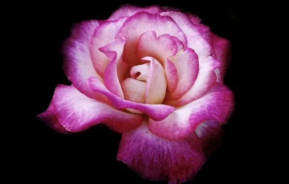 Macro, roses, petals