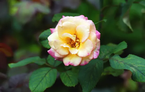 Leaves, flowers, yellow, background, roses, garden, buds, two-tone