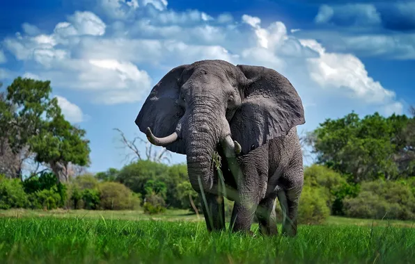 Look, nature, elephant