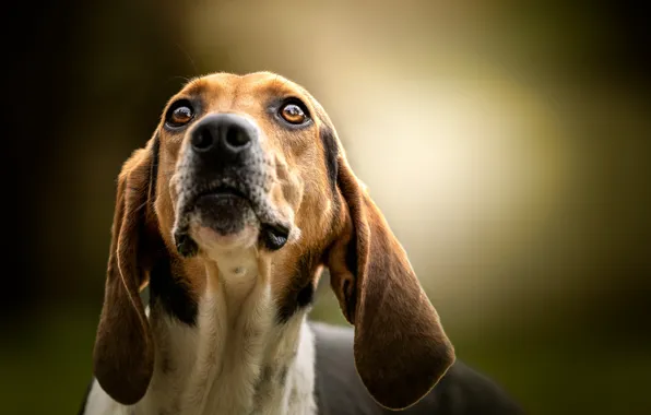 Picture face, background, dog