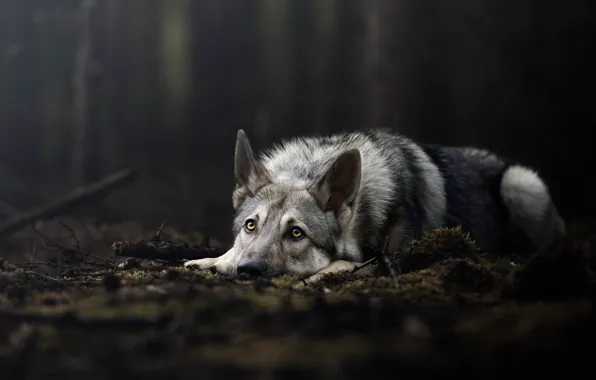 Forest, look, nature, pose, the dark background, grey, wolf, moss