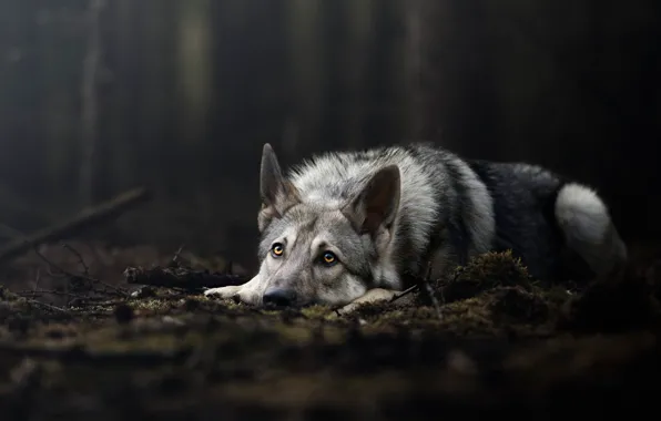 Picture forest, look, nature, pose, the dark background, wolf, moss, dog