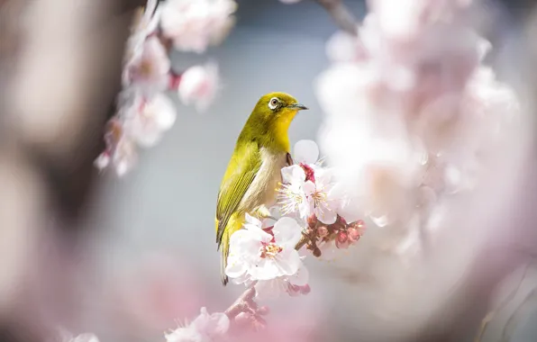 Light, flowers, branches, yellow, bird, beauty, blur, spring
