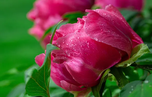 Greens, flower, leaves, drops, macro, flowers, Rosa, pink