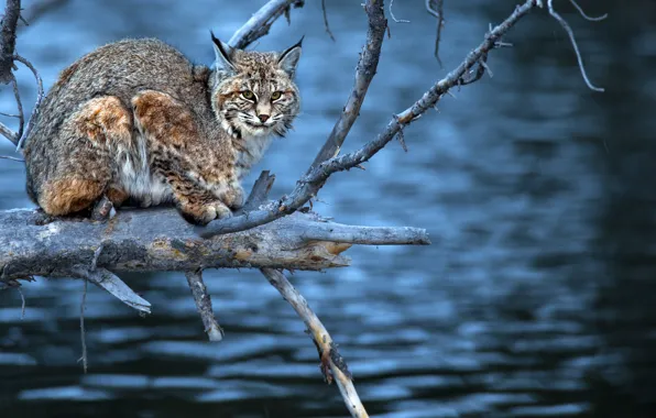Picture look, water, branches, tree, predator, lynx