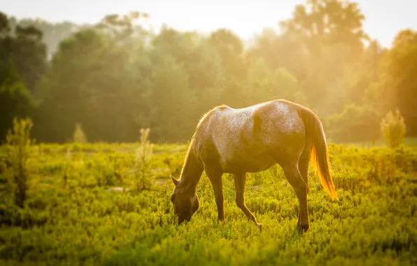 Greens, animals, grass, leaves, the sun, trees, tree, horse