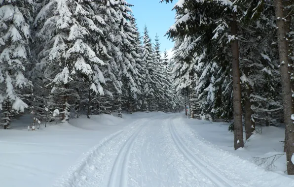 Picture winter, forest, snow, Czech Republic, Sumava, Bohemia, Prášily, Sumava national Park