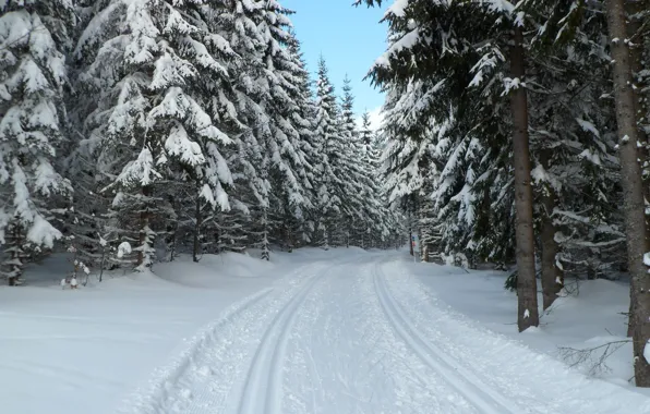 Picture snow, winter, Bohemia, Prášily, Sumava national Park, Czech Republic, Sumava, forest