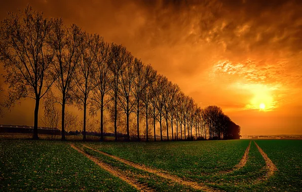Road, field, the sky, clouds, trees, sunset