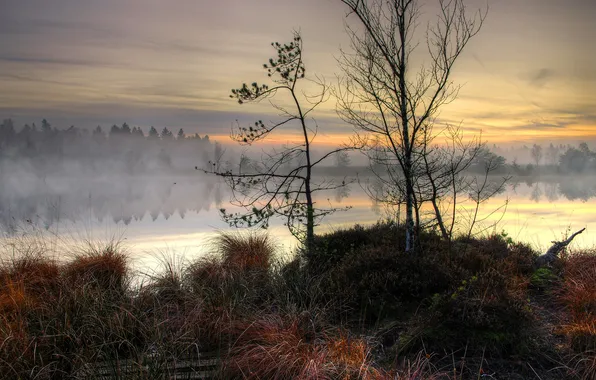 Autumn, grass, trees, fog, lake, Board, dry