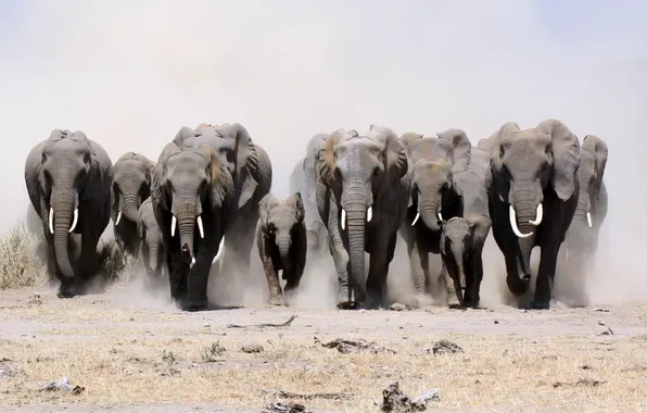 Picture nature, elephants, Stroy